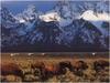 [WillyStoner Scans - Wildlife] American Bison herd