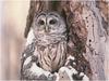 [WillyStoner Scans - Wildlife] Barred Owl
