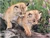 [WillyStoner Scans - Wildlife] Canada Lynx kittens