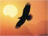 [WillyStoner Scans - Wildlife] Bald Eagle in flight