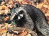 [WillyStoner Scans - Wildlife] American Raccoon
