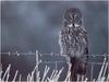 [WillyStoner Scans - Wildlife] Great Gray Owl