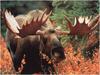 [WillyStoner Scans - Wildlife] Bull Moose