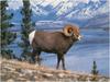 [WillyStoner Scans - Wildlife] Rocky Mountain Bighorn Sheep