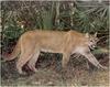 [WillyStoner Scans - Wildlife] Florida Panther