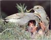 [WillyStoner Scans - Wildlife] Chipping Sparrow's nest