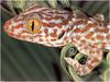 [WillyStoner Scans - Wildlife] Tokay Gecko