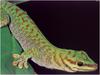[WillyStoner Scans - Wildlife] Boehme's Giant Day Gecko