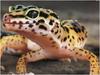 [WillyStoner Scans - Wildlife] Leopard Gecko