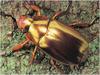 [WillyStoner Scans - Wildlife] Gold Scarab Beetle