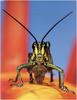 [WillyStoner Scans - Wildlife] Short-horned Grasshopper