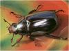 [WillyStoner Scans - Wildlife] Silver Scarab Beetle