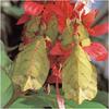 [WillyStoner Scans - Wildlife] Leaf Insect (Walking Leaves)