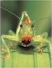 [WillyStoner Scans - Wildlife] Long-horned Grasshopper