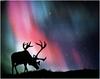 [WillyStoner Scans - Wildlife] Moose, Denali Park, Alaska