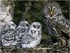 [WillyStoner Scans - Wildlife] Great Gray Owl and chicks in nest