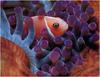 [WillyStoner Scans - Wildlife] Anemone Fish