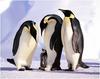 [WillyStoner Scans - Wildlife] Emperor Penguin
