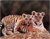 [WillyStoner Scans - Wildlife] Bengal Tiger