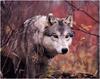 [WillyStoner Scans - Wildlife] Grey Wolf