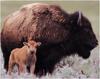 [WillyStoner Scans - Wildlife] American Bison