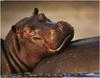 [WillyStoner Scans - Wildlife] Hippopotamus