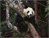 [WillyStoner Scans - Wildlife] Giant Panda