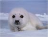 [WillyStoner Scans - Wildlife] Harp Seal pup