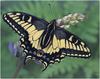 [WillyStoner Scans - Wildlife] Swallowtail Butterfly