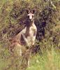 Eastern Grey Kangaroo Macropus giganteus