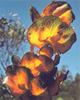 Royal Hakea