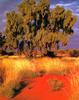 Desert Oak