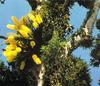 King Orchid (Dendrobium Speciosum)