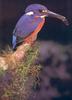 Azure Kingfisher, Alcedo azurea