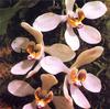 Orange Blossom Orchid