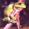 Dumpy Treefrog (Litoria caerulea)