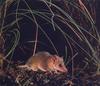 Pigmy Marsupial-mouse