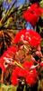 Swamp Bloodwood Flower