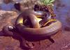 Australian Water Python (Liasis fuscus)