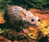 Tunney's Rat (Rattus tunneyi)