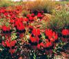 Sturt Desert Pea