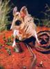 Wuhl-wuhl, Marsupial Jerboa (Antechinomys spenceri)