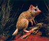 Kowari, Brush-tailed Marsupial Rat (Dasycercus byrnei)