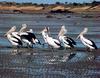Australian Pelican group (Pelecanus conspicillatus)