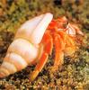 Land Hermit Crab (Coenobita sp.)