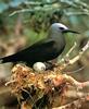 Black Noddy and egg on nest - white-capped noddy (Anous minutus)