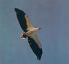 White-bellied Sea-Eagle in flight (Haliaeetus leucogaster)