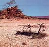 The Gibber-Stone Plains