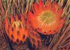 King Dryandra