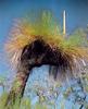 Grass Tree